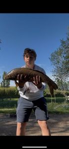 Common Carp