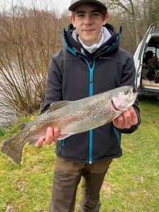 Rainbow Trout