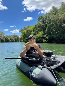 Largemouth Bass