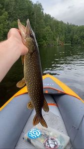Northern Pike