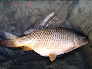 Common Carp