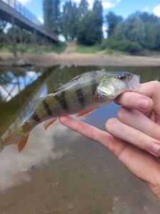 European Perch