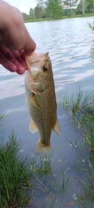 Smallmouth Bass