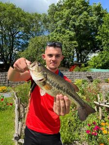 Largemouth Bass