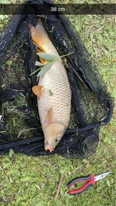 Common Carp