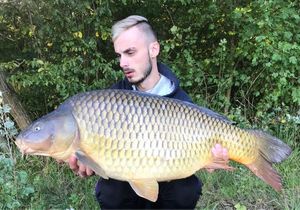 Common Carp