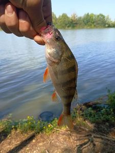European Perch