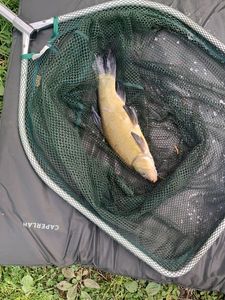 Tench
