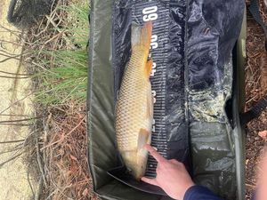 Common Carp