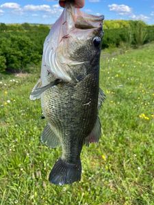 Largemouth Bass