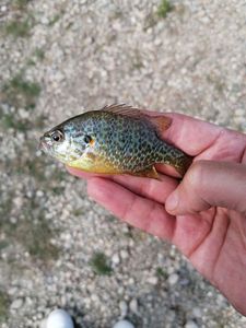 Green Sunfish