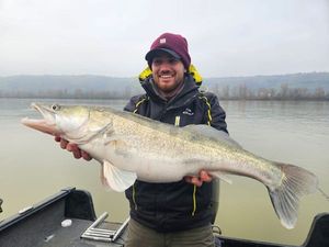 Zander