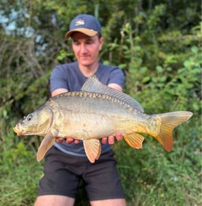 Mirror Carp