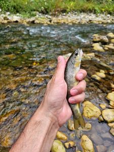 Brown Trout