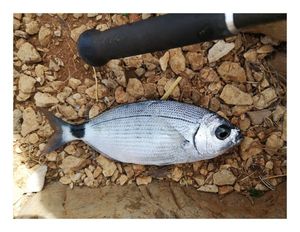 Saddled Seabream