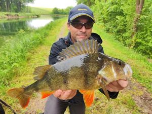 European Perch