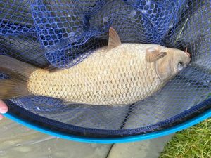 Common Carp