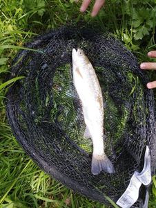 Rainbow Trout