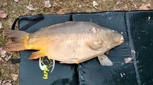 Leather Carp