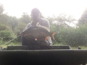 Common Carp
