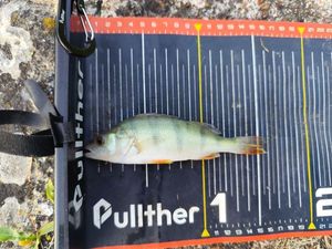 European Perch