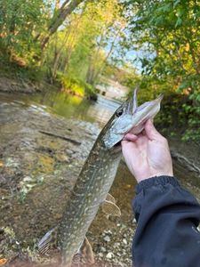 Northern Pike
