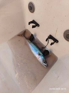 Mackerel