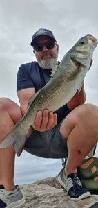 European Bass (Seabass)