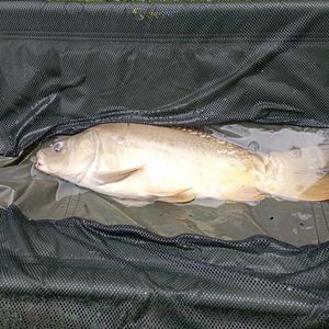 Leather Carp