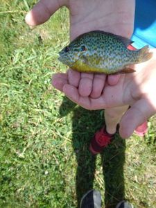 Green Sunfish