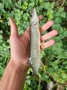 Northern Pike