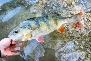 European Perch