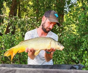 Common Carp