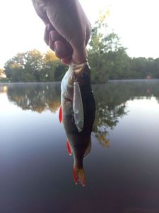 European Perch