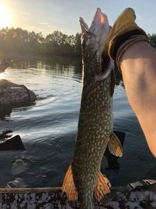 Northern Pike