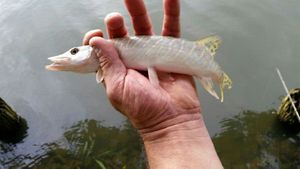 Northern Pike