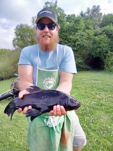 Tench
