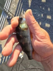 European Perch