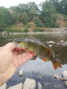 European Perch