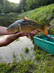 Mirror Carp