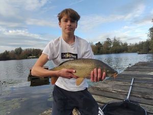 Common Carp