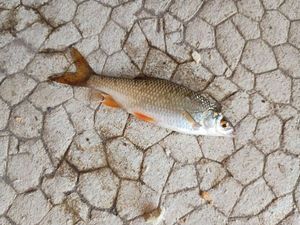 Roach