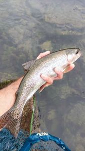 Rainbow Trout