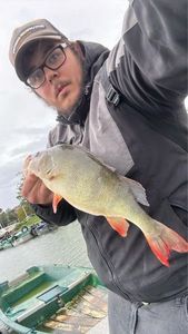 European Perch