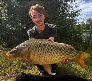 Common Carp