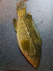 Ballan Wrasse