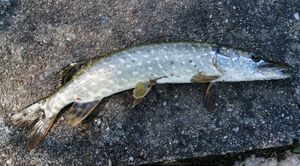 Northern Pike