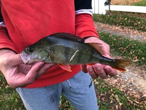 European Perch
