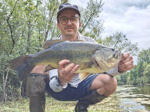 Largemouth Bass