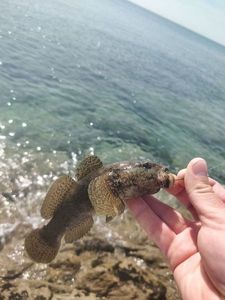 Giant Goby